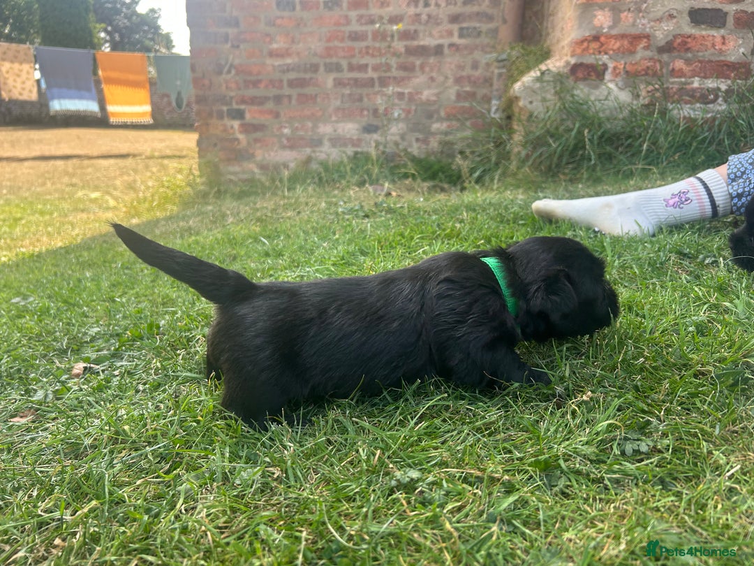 Glen of Imaal Terrier dogs for sale: Beautiful Glen of Imaal Terrier Puppies - Image 7