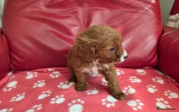 Cavapoo dogs for sale: F1 cavapoos  - Image 9