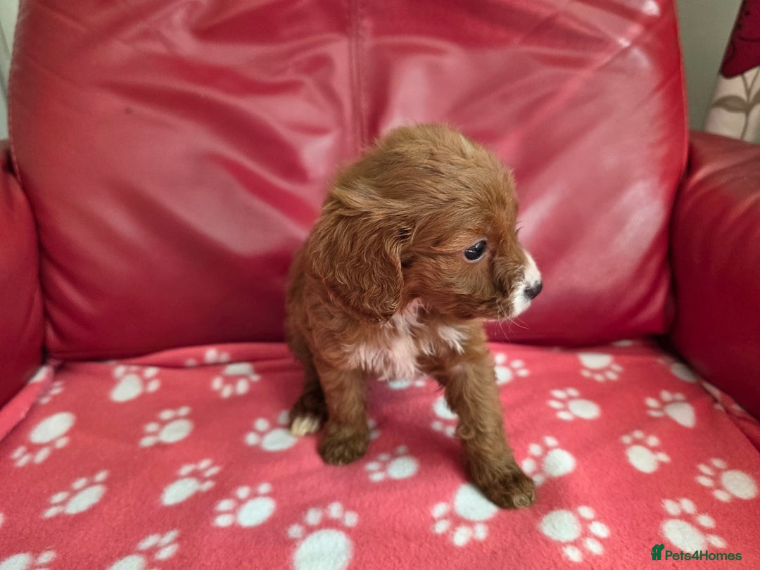 Cavapoo dogs for sale: F1 cavapoos  - Image 9