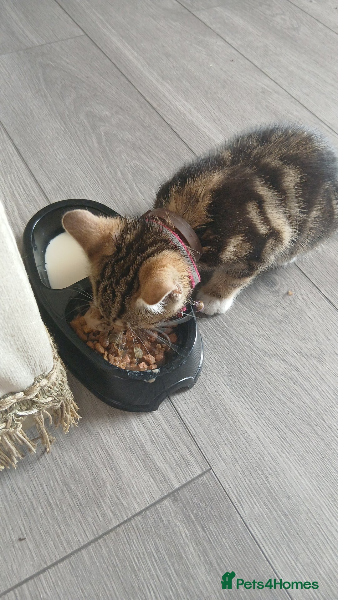 Bengal cats for sale: Bengal cross tabby - Image 3
