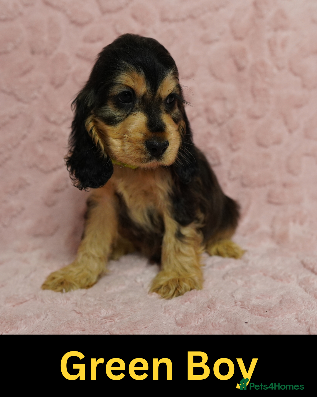 Cocker Spaniel dogs Quality, Show type, Cocker spaniel puppies. - Advert 14