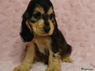 Cocker Spaniel dogs Quality, Show type, Cocker spaniel puppies. - Advert 14