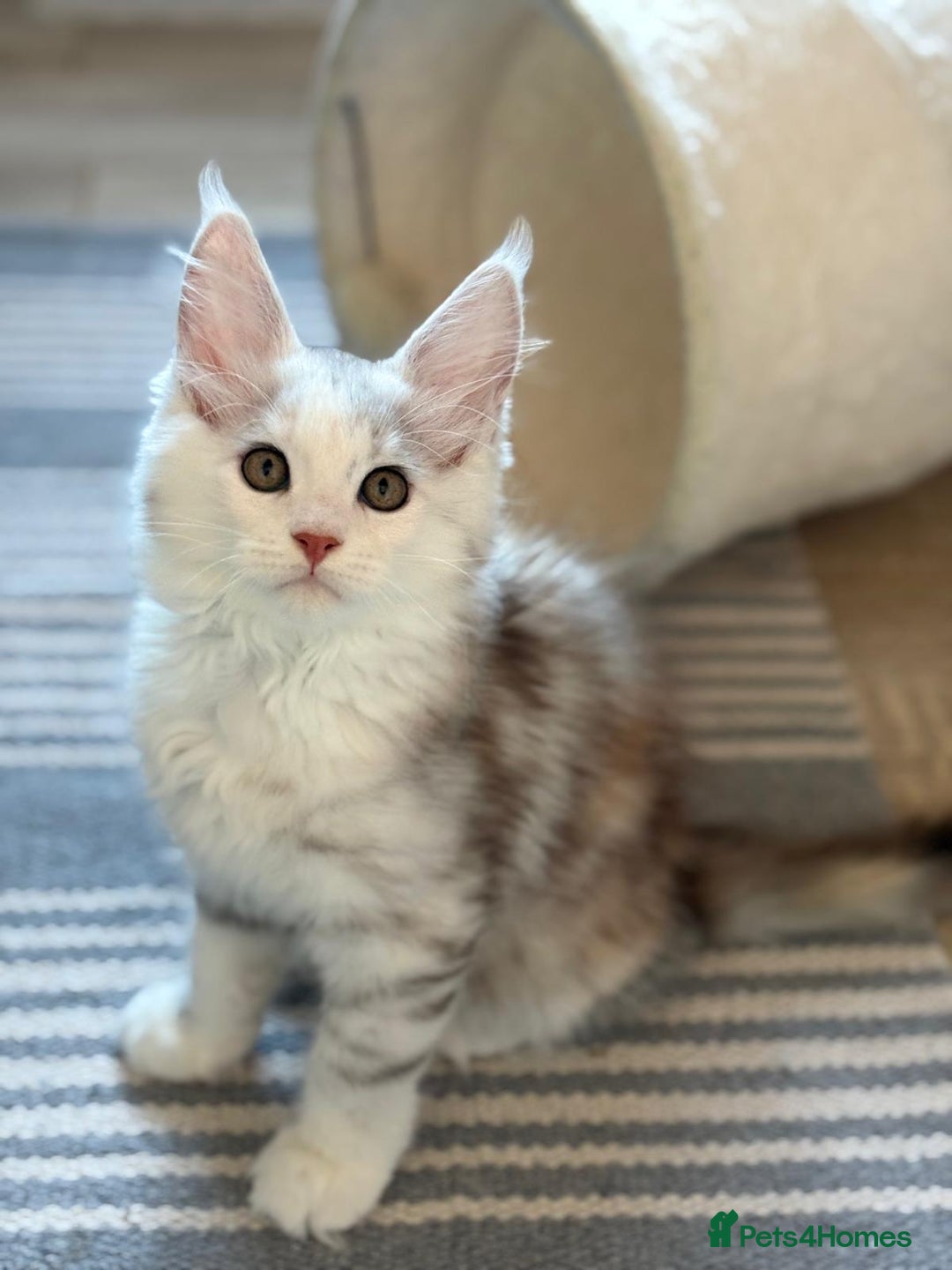 Maine Coon cats for sale: XL Maine Coon Kittens for Sale – TICA Reg - Advert 8