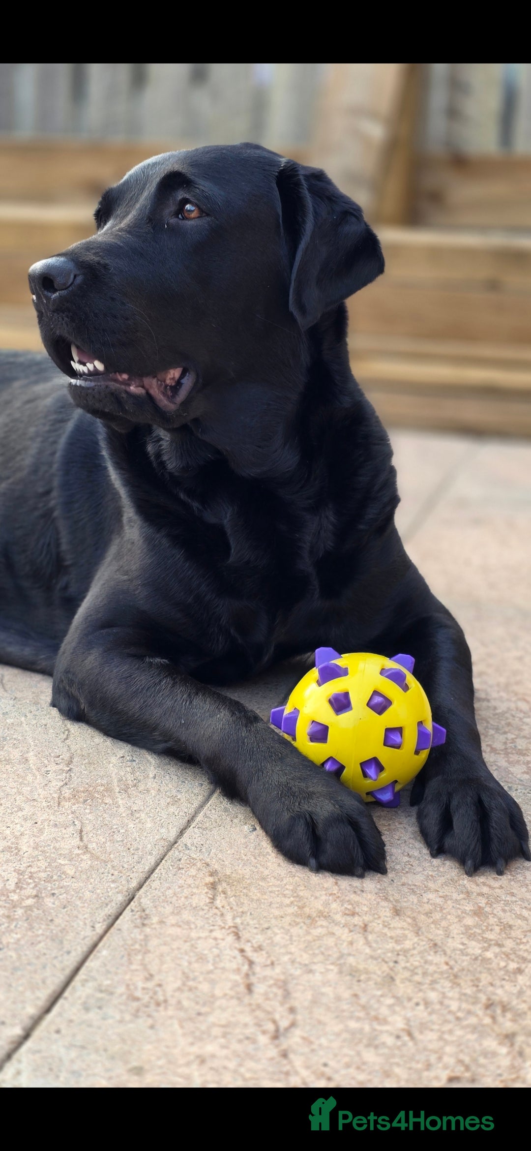 Labrador Retriever dogs for sale: 💫Stunning chocolate and black labrador pups 💫 - Image 17