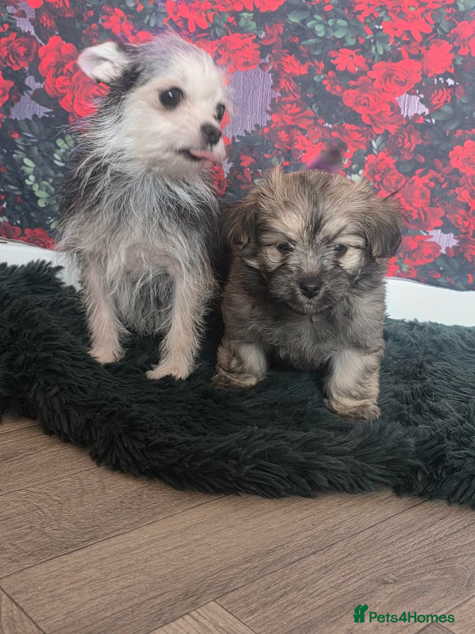 Mixed Breed dogs for sale: Stunning little malchi girl 🐾💖🐾 - Advert 3