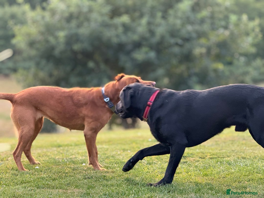 Labrador Retriever dogs for sale: Labrador Puppies  - Advert 9