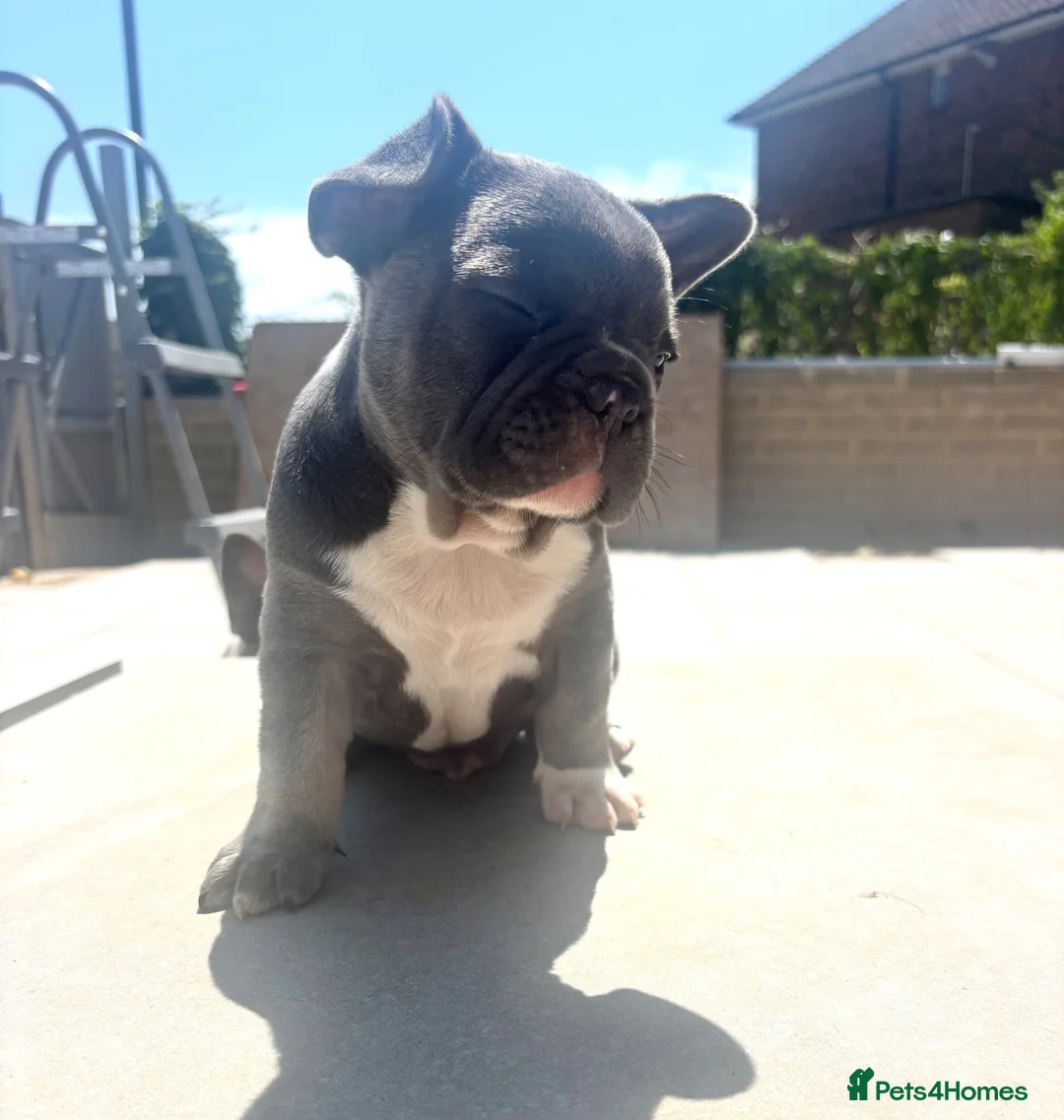 French Bulldog dogs for sale: 💙💙 2 quality beautiful blue boys 💙💙 - Advert 16