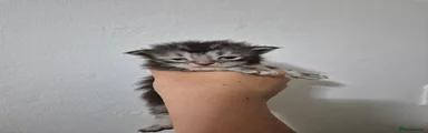 Light tabby boy