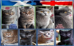Mixed Breed cats for sale: British kittens 🐾 - Image 1