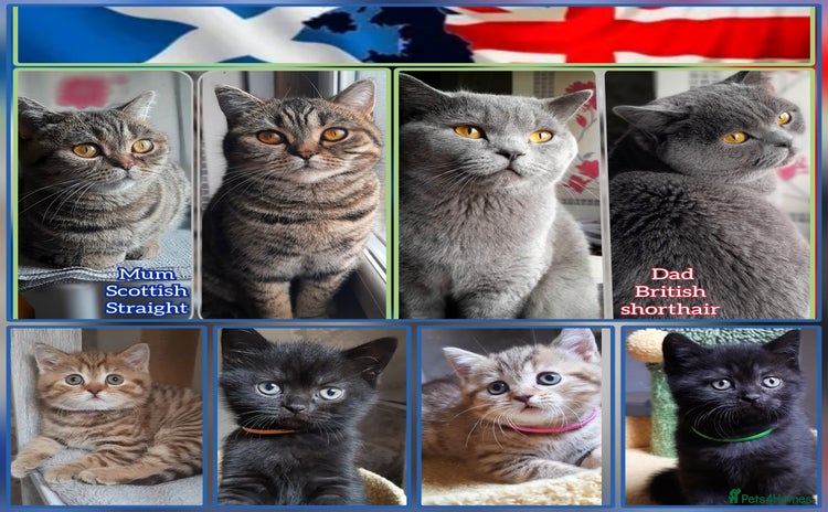 Mixed Breed cats - Advert 2