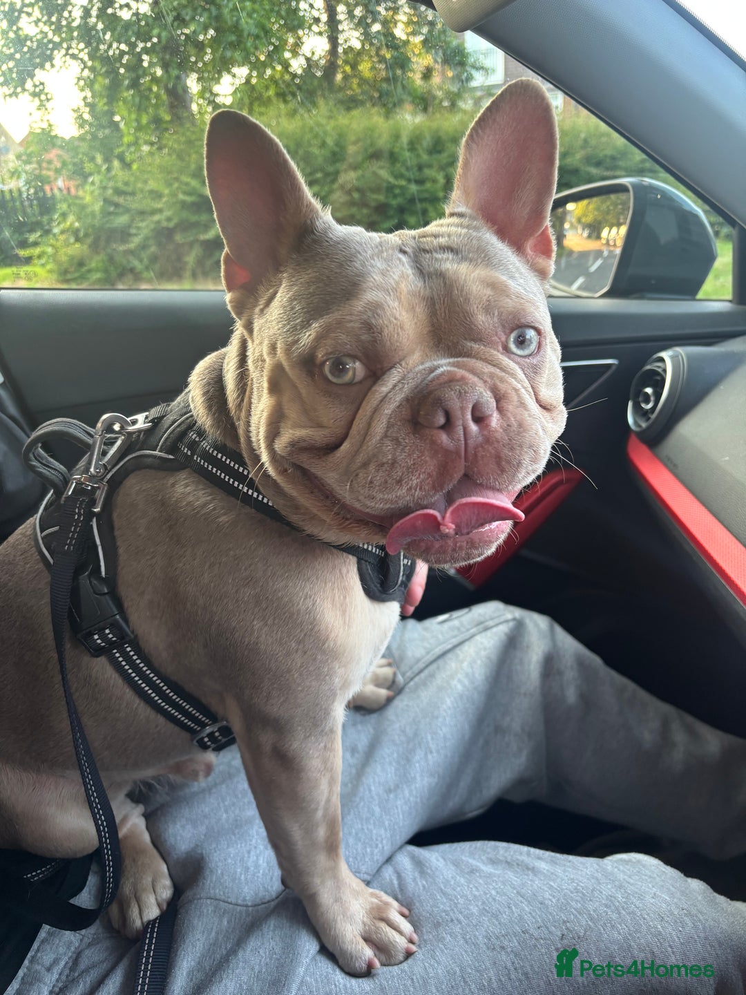 French Bulldog dogs for stud: Isabella stud  - Image 6