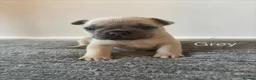 French Bulldog dogs for sale: KC French bulldog puppies - Advert 10