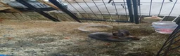 Mixed Breed rabbits for sale: Bunny rabbit in Taunton - Advert 2