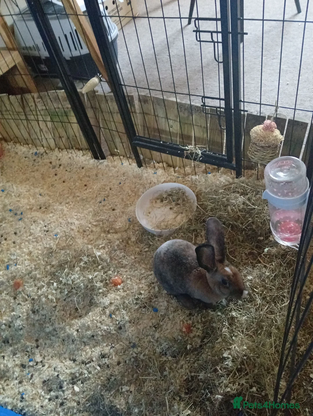 Mixed Breed rabbits for sale: Bunny rabbit in Taunton - Advert 2