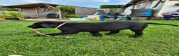 Labrador Retriever dogs for sale: Labrador pups - Advert 34