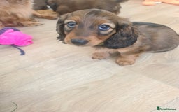 Dachshund dogs for sale: Last one beautiful long-haired dachshunds girl 😍 - Image 40
