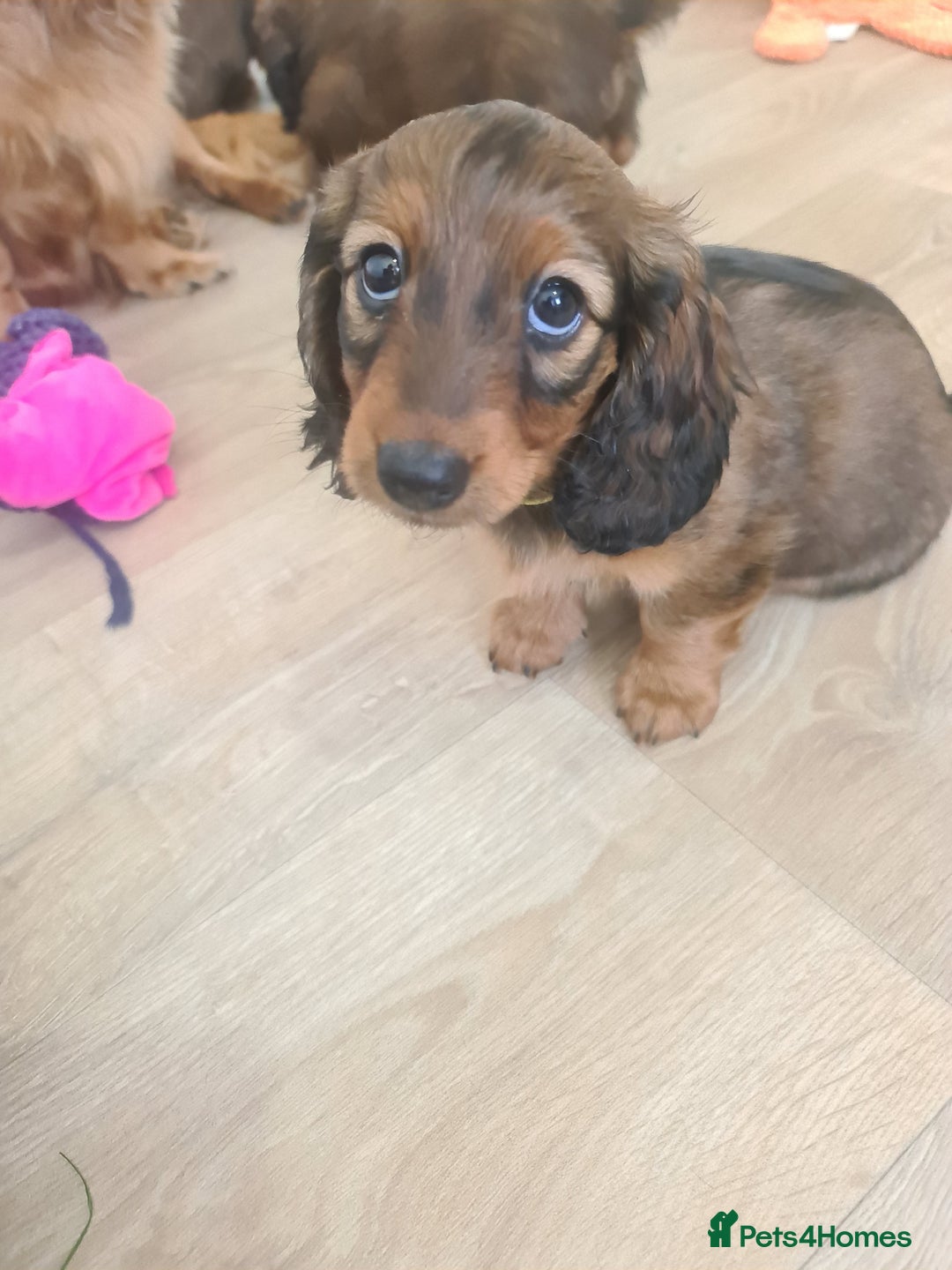 Dachshund dogs for sale: Last one beautiful long-haired dachshunds girl 😍 - Image 40