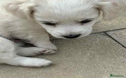 Bichon Frise dogs for sale: Bishon frise  - Image 3