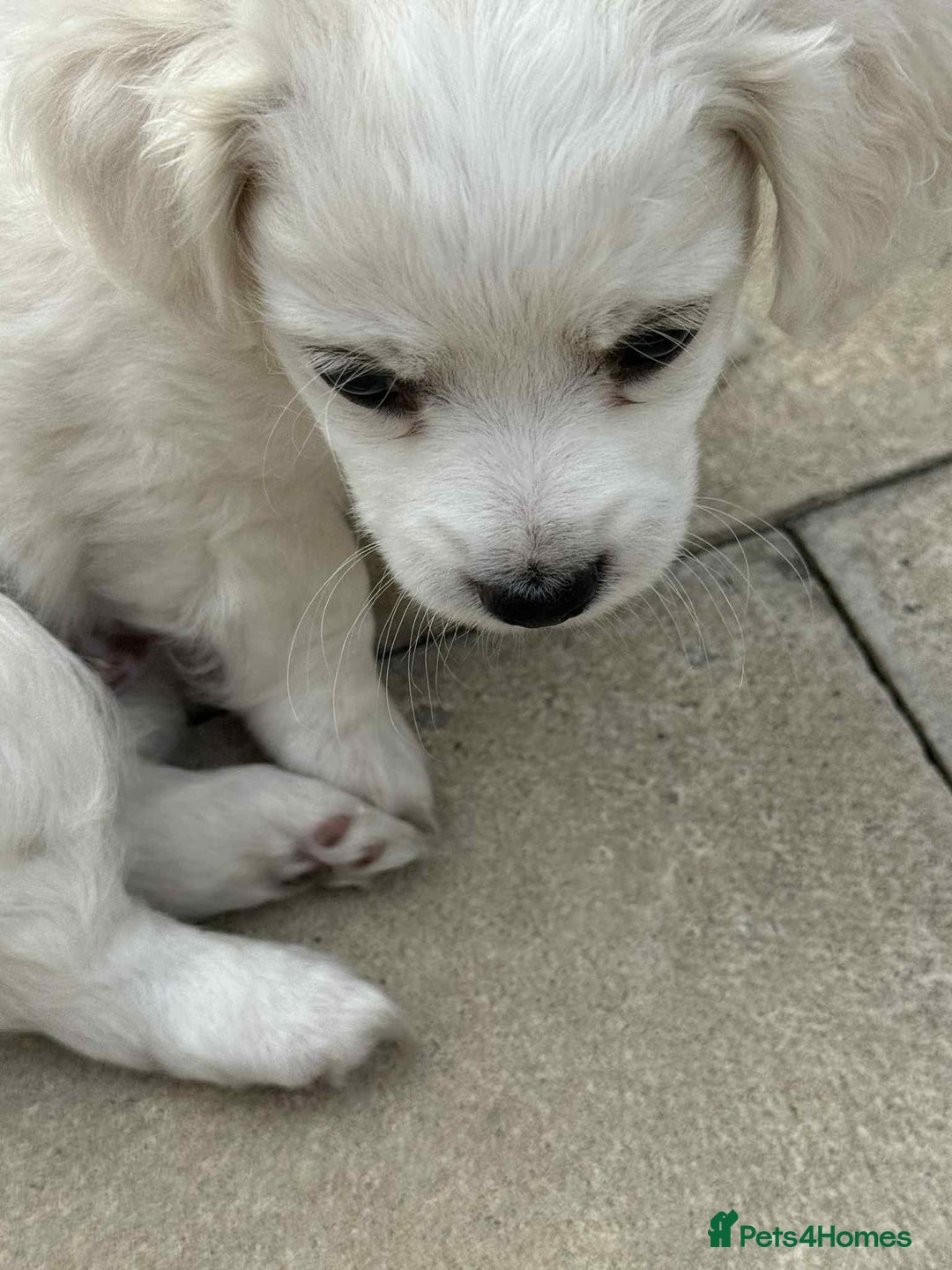 Bichon Frise dogs for sale: Bishon frise  - Image 3