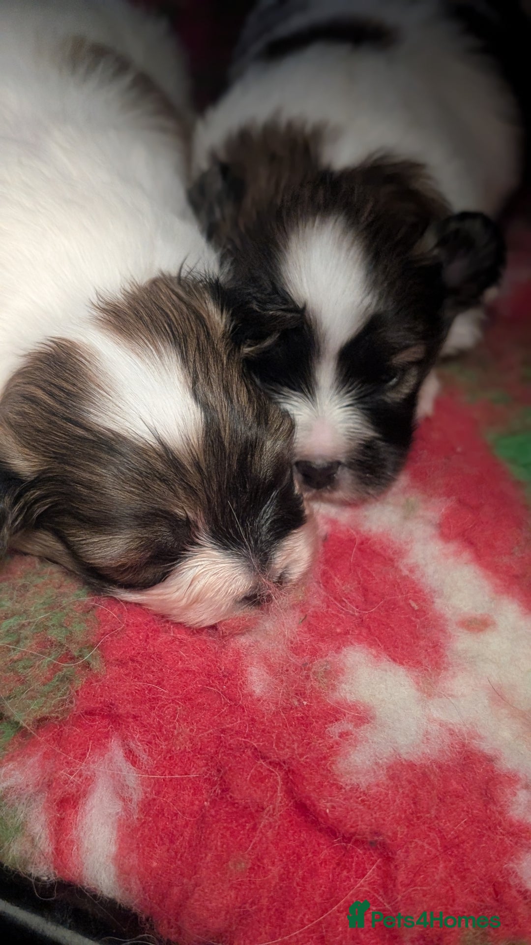 Papillon dogs for sale: Stunning papillon girls  - Advert 4