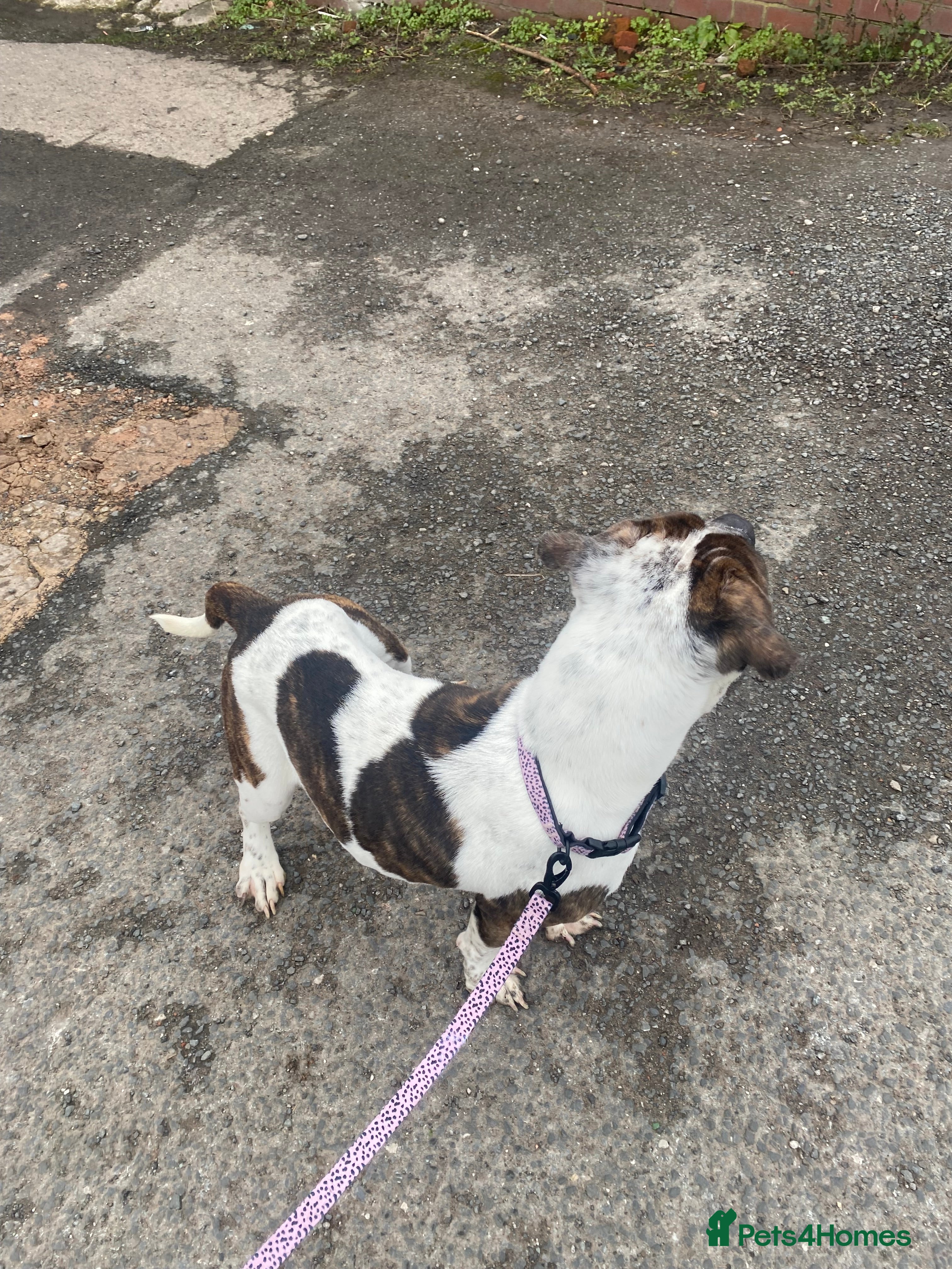 American Bulldog dogs Bella - Advert 1