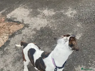 American Bulldog dogs Bella - Advert 1