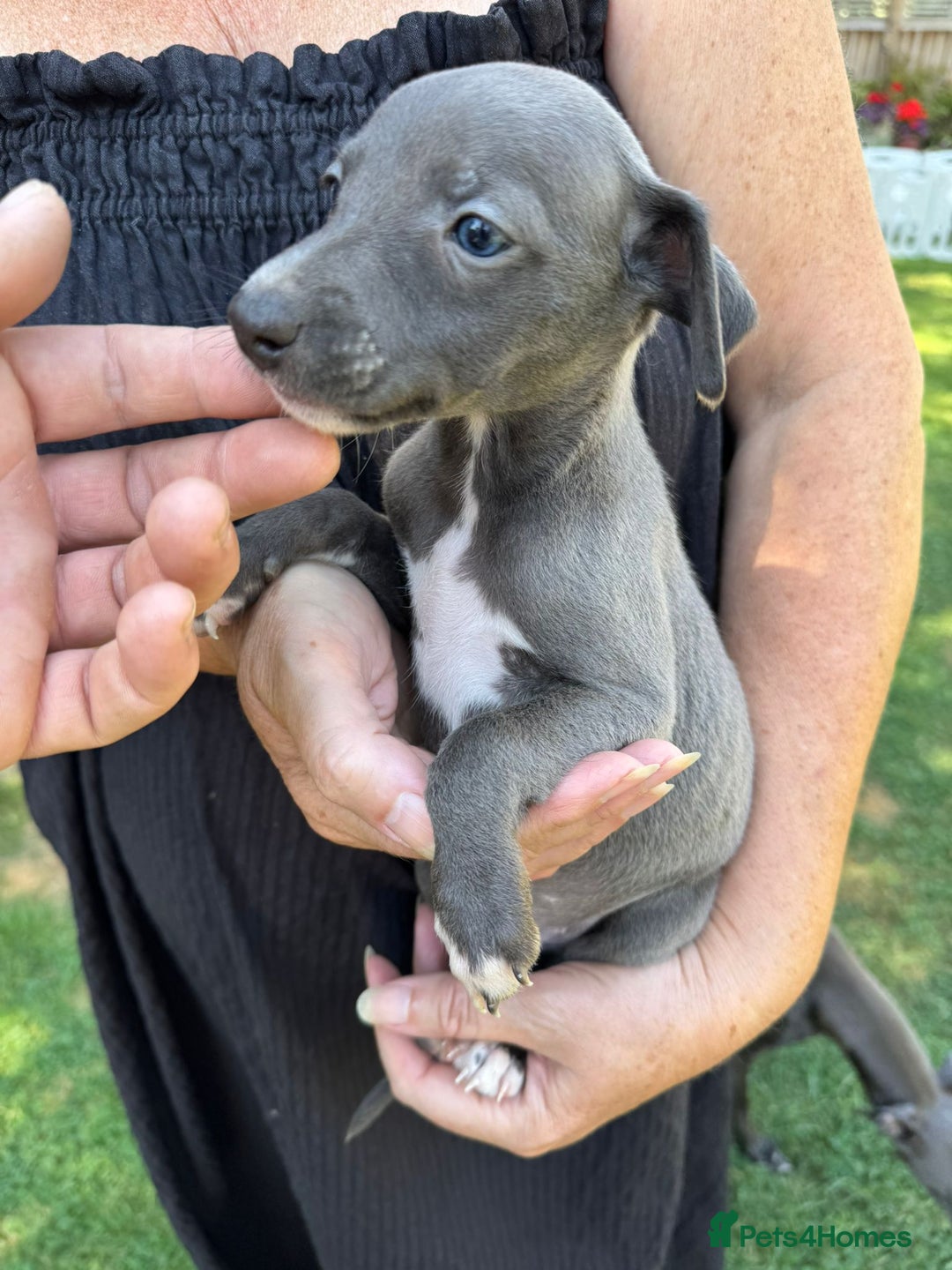 Whippet dogs for sale: Gorgeous whippet puppies  - Image 5