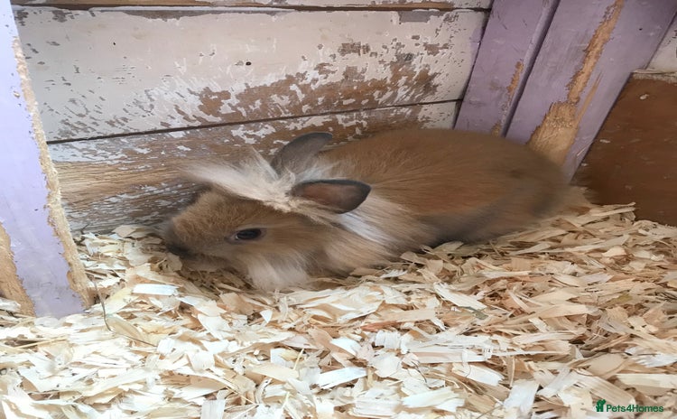 Lionhead rabbits - Advert 5