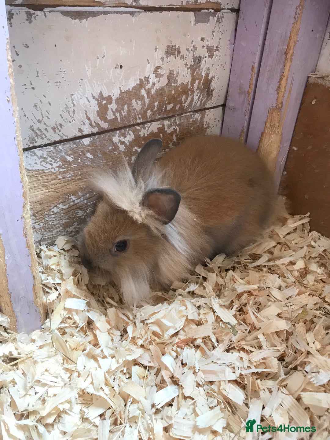 Lionhead rabbits for sale: Loinhead  - Image 1