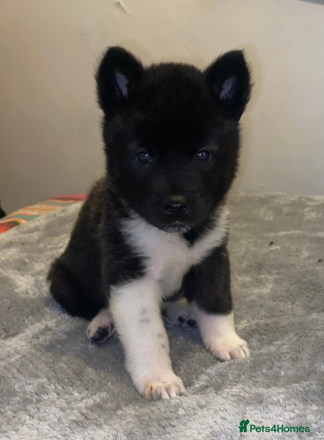 Akita dogs for sale: Beautiful American Akita Puppies 9 Boys 3 Females  - Advert 31
