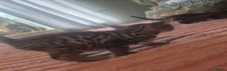 Savannah cats for sale: F3 savannah kittens - Advert 22