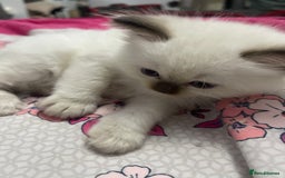 Ragdoll cats for sale: 🩵 Beautiful Ragdoll Kittens Ready at 12 Weeks! 🩵 - Image 17