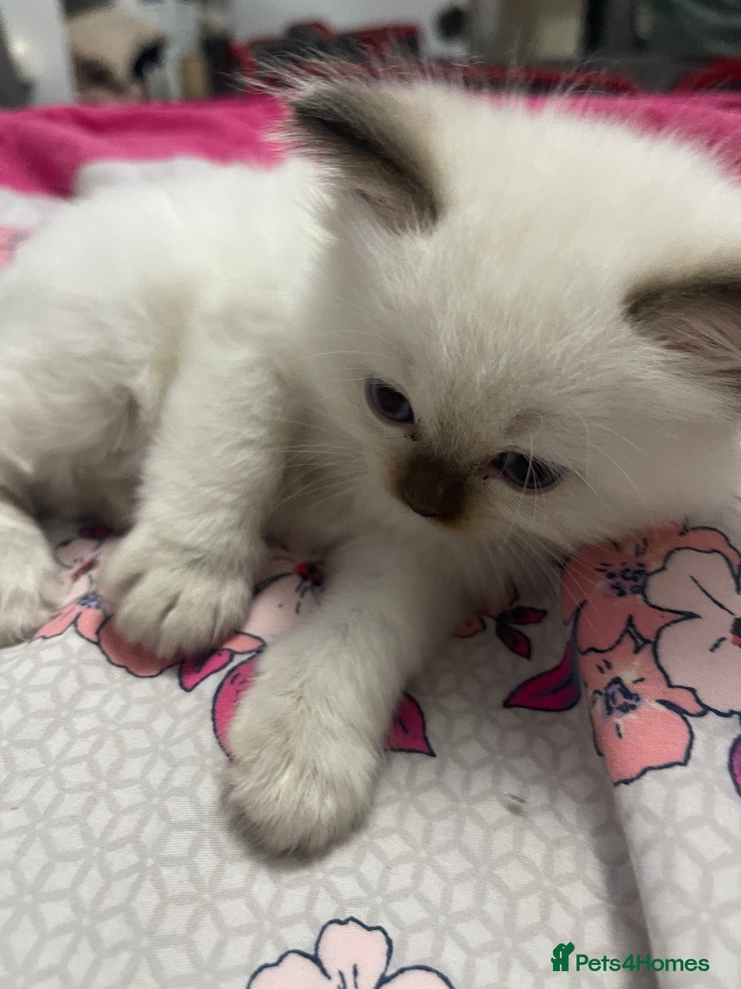 Ragdoll cats for sale: 🩵 Beautiful Ragdoll Kittens Ready at 12 Weeks! 🩵 - Image 17
