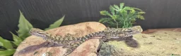 Bearded Dragon reptiles for sale: Vivarium & Rankin dragon (bearded dragon cousin) - Advert 3