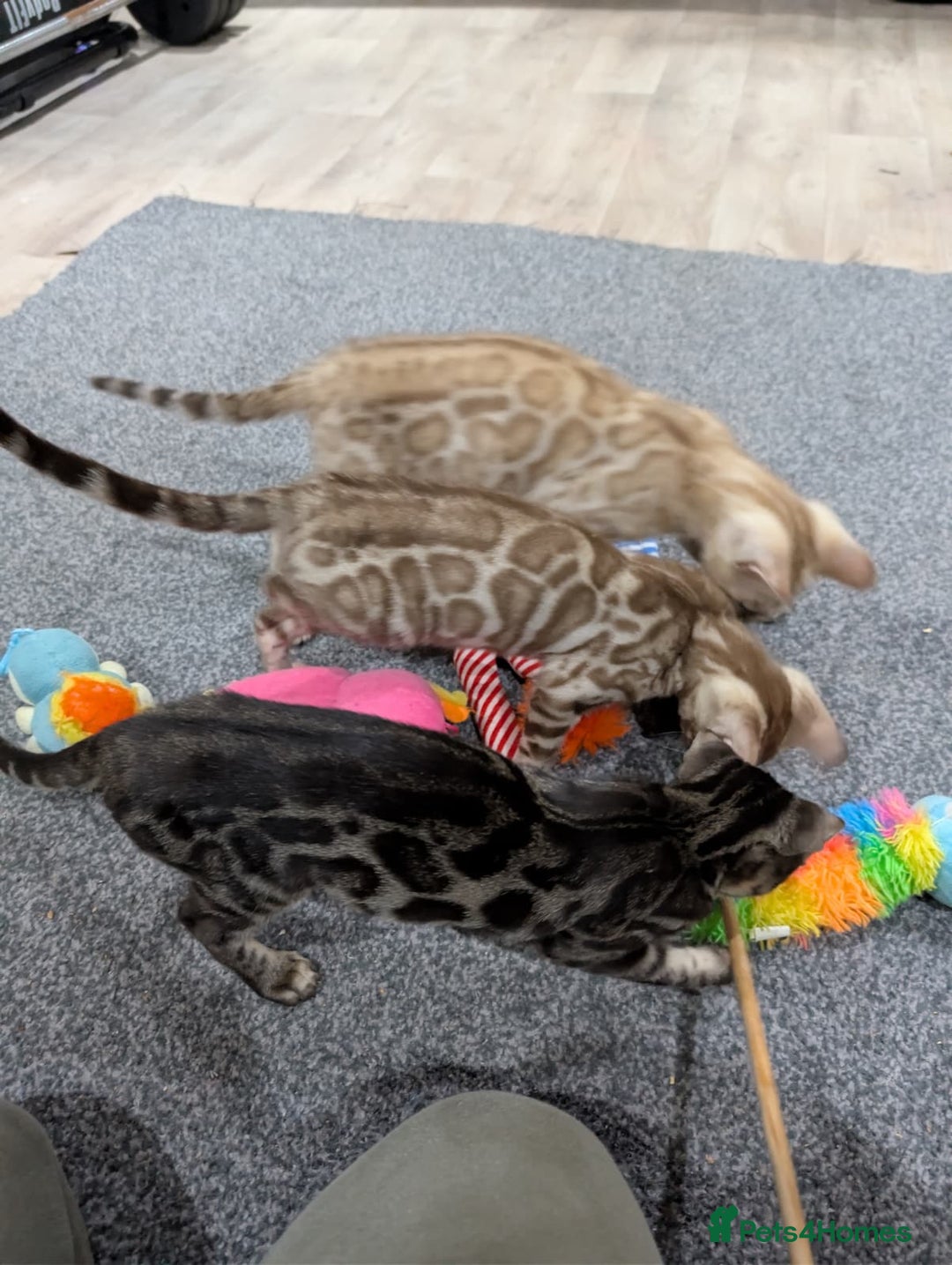 Bengal cats for sale: 🔥✨Pedigree TICA-Registered Bengals - Advert 15