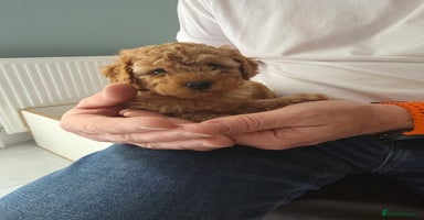 Toy Poodle dogs - Advert 9