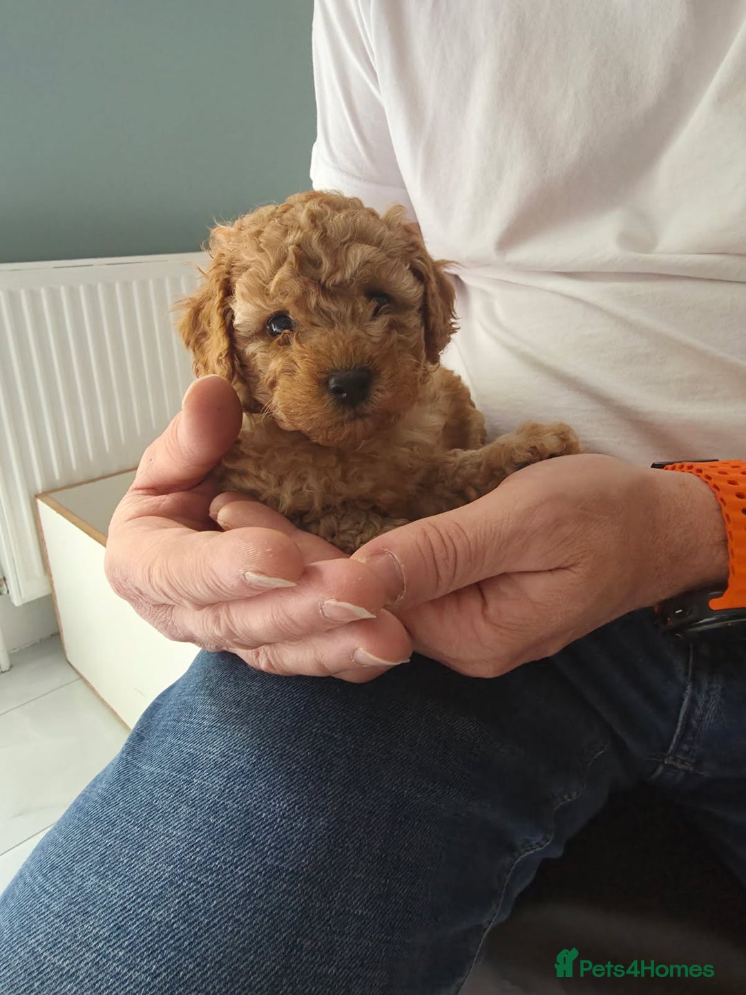 Toy Poodle dogs for sale: Pedigree toy poodles - Image 13