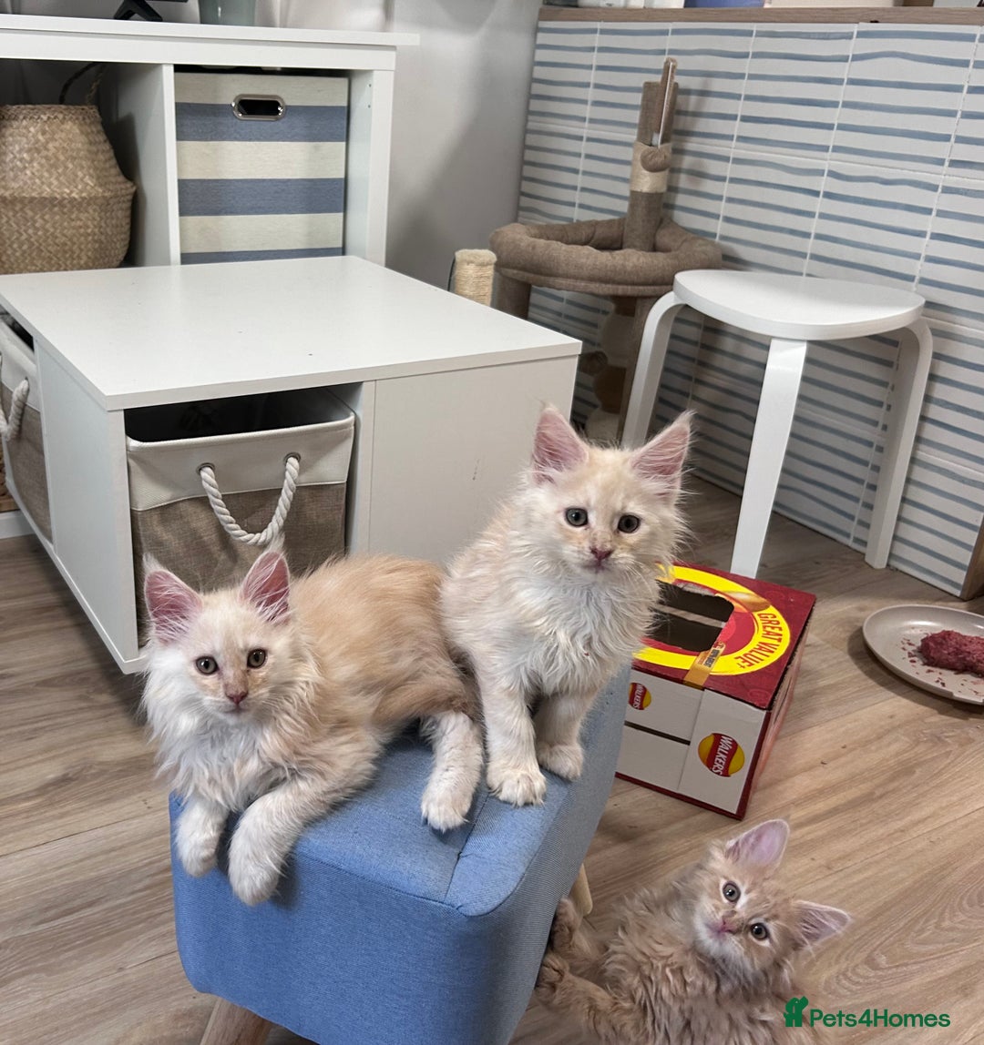Maine Coon cats for sale: Beautiful full Maine Coon kittens ready now 😻 - Image 2