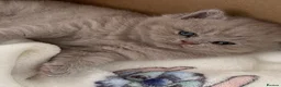 British Shorthair cats for sale: Gccf reg health tested British kittens  - Advert 5