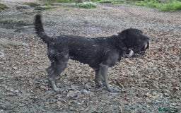 Mixed Breed dogs for sale: Salem aka Saisai - Image 1