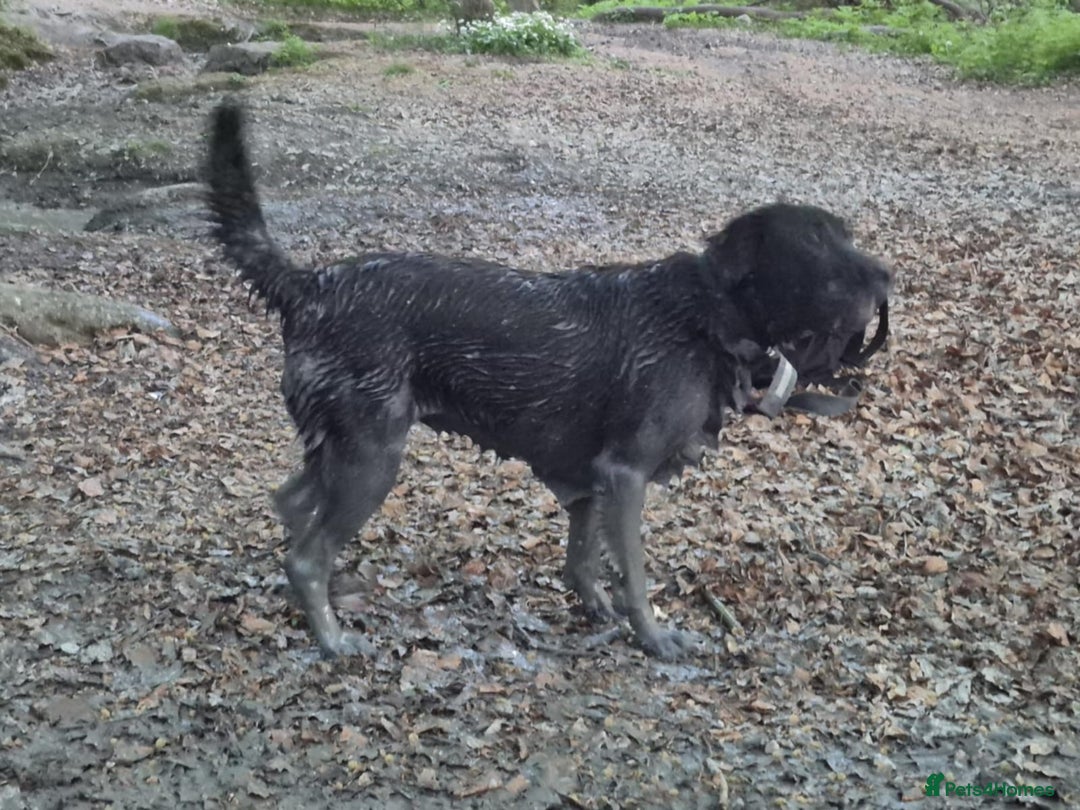 Mixed Breed dogs for sale: Salem aka Saisai - Image 1