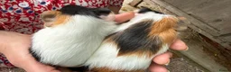 Guinea Pig rodents for sale: 2 x Boy Guinea Pigs - Advert 3