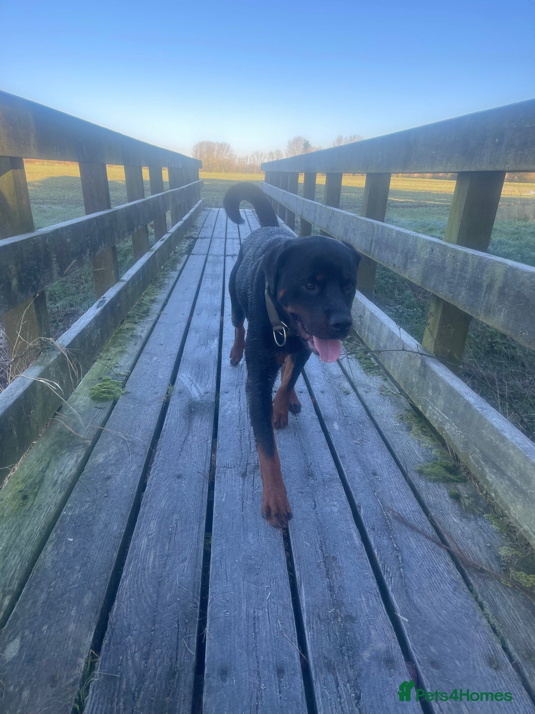 Rottweiler dogs for sale: ETTA'S PUPS COMING SOON!  - Advert 11