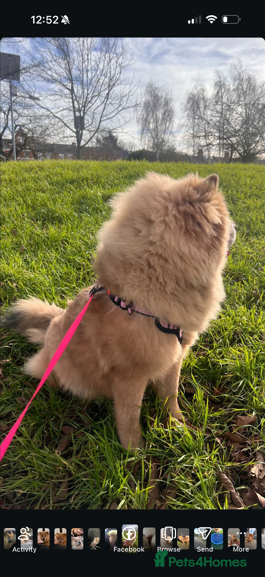 Chow Chow dogs for sale: Luna - Chow Chow - Advert 3