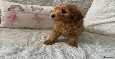 Maltipoo dogs - Advert 2