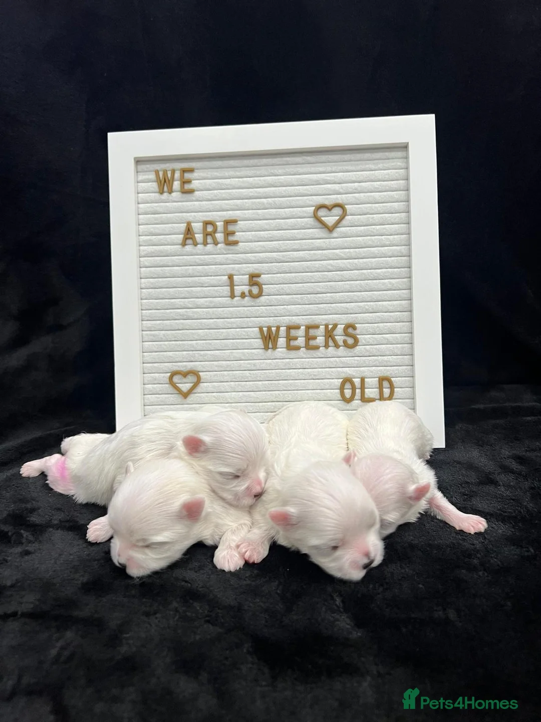 Maltese dogs for stud: STUNNING 💎DIAMOND💎 OPEN AT STUD HEALTH TESTED in Grays - Advert 25