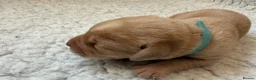 Labrador Retriever dogs for sale: K.C.Reg Superb Labrador Puppies - Advert 13