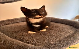 Mixed Breed cats for sale: Beautiful and super playful kittens  - Image 26
