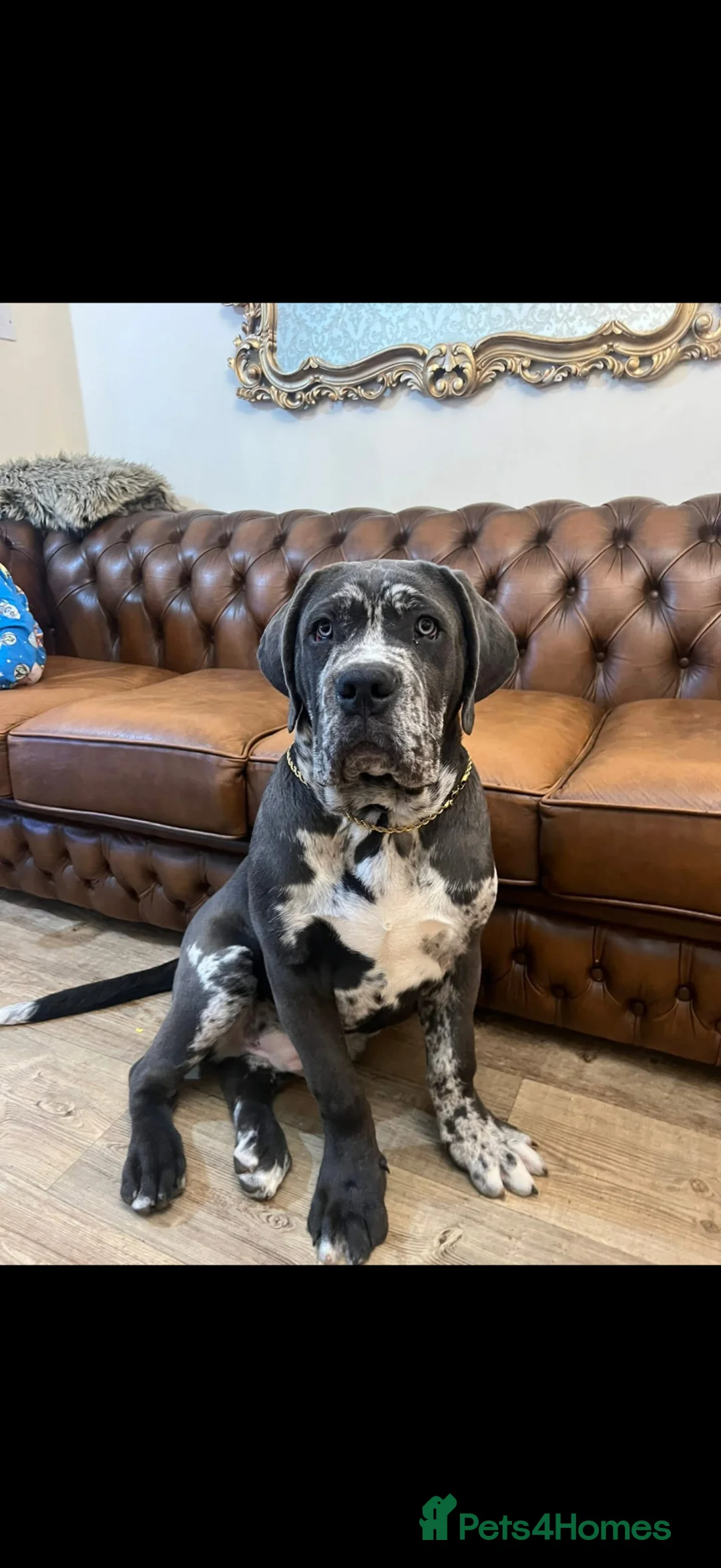 Cane Corso dogs for sale: Cane Corso Male  - Advert 5