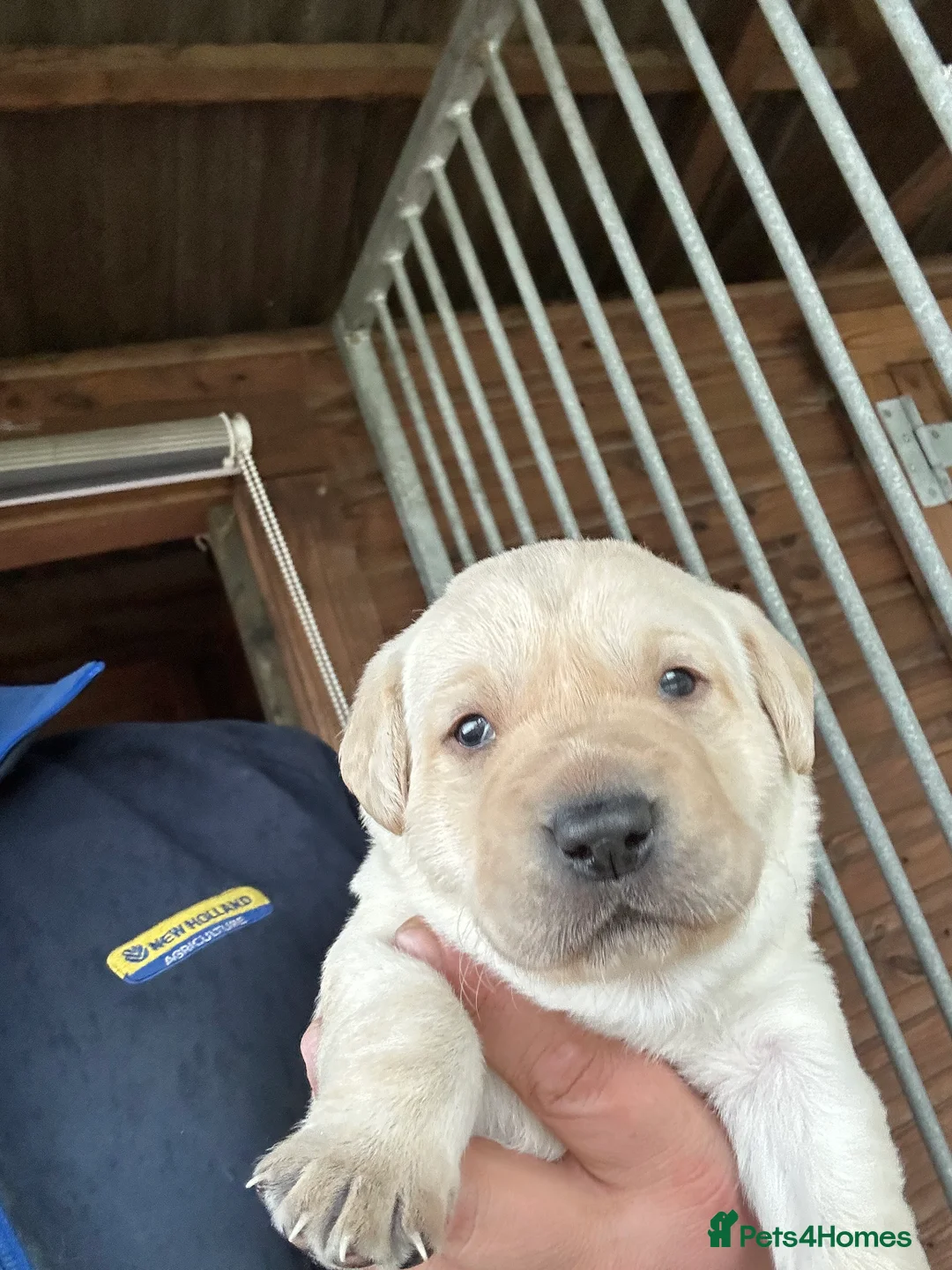 Labrador Retriever dogs for sale: 2024 igl championship winning sired Labradors  - Advert 13